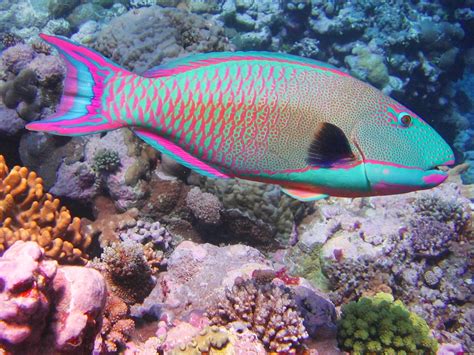 Mulai dari hewan darat ataupun hewan laut yang sangat buas, ada banyak sekali dan beragam. Gambar Ikan Laut | Dunia Binatang