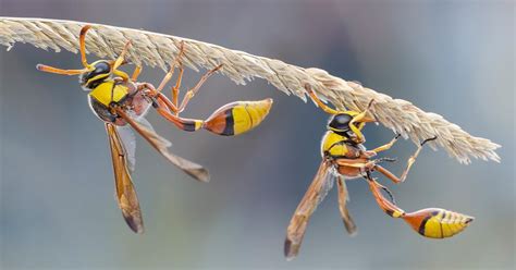 Hornet Sting Symptoms Reactions And More