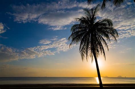 Hd Wallpaper Sea Beach Summer Sunset Palm Trees Shore Silhouette