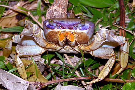American Blue Land Crab Bss News