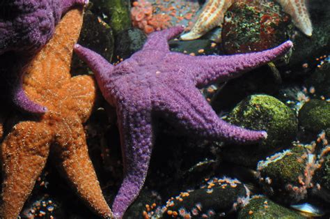 Purple Sea Star Okerzeester Pisaster Ochraceus Blijdorp Flickr