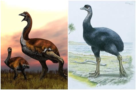 A Close Cousin Of The Now Extinct Moa In New Zealand The Elephant Bird