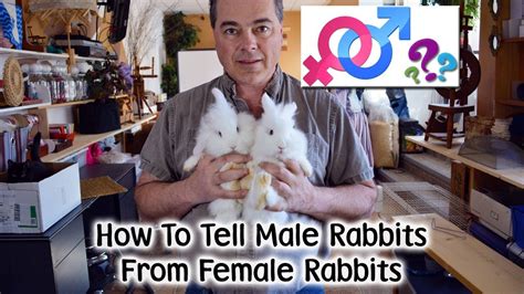Here is a simple way to confirm if the rabbit. How To Tell Male From Female Rabbits - YouTube
