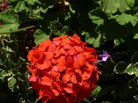 More images for enredaderas con flor todo el año » Un jardín con flores durante todo el año | Plantas | RED ...