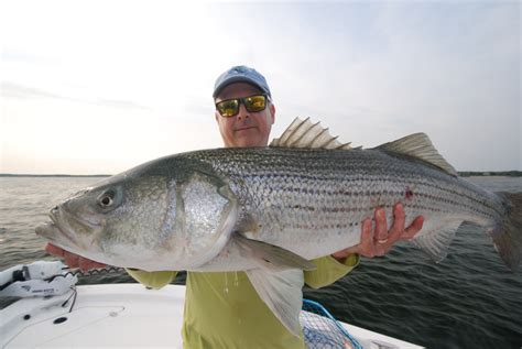 Block Island Striped Bass Fishing Guide Explore New England