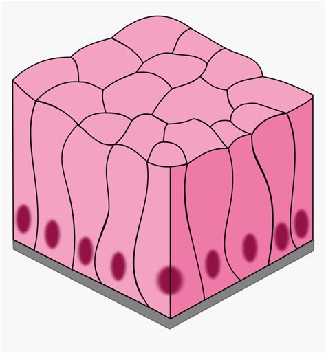 Simple Epithelial Tissue Diagram Hd Png Download Kindpng