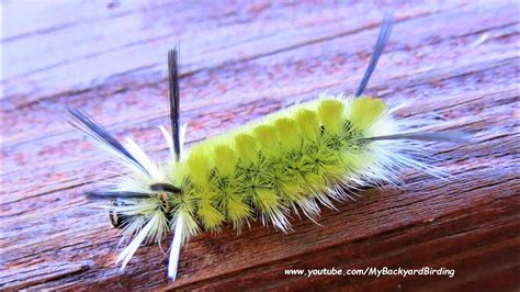Black hair and long black lashes. Banded Tussock Moth Caterpillar - Yellow - YouTube