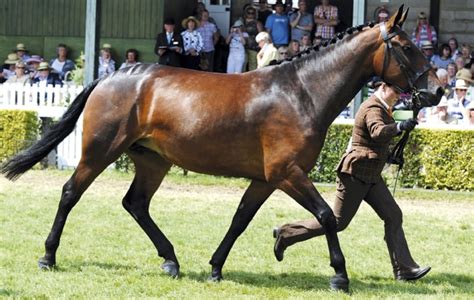 cleveland bay horse   interesting facts   beautiful breed