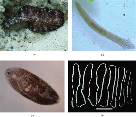 Flatworms Nematodes And Arthropods Introductory Biology