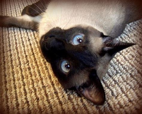 Rescue group specializing in siamese cats. Siamese Cat Rescue San Diego