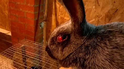 Болезни глаз у кроликов фото чем лечить