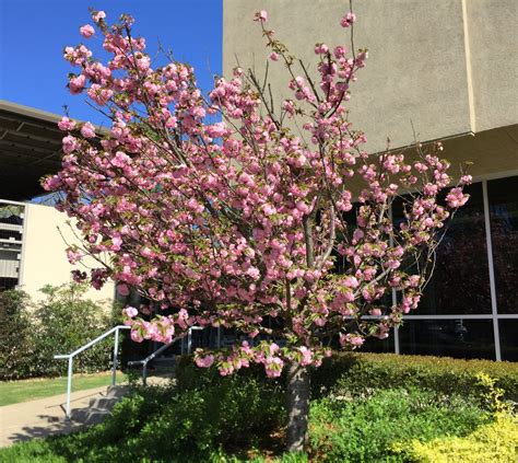 Prunus Serrulata Japanese Cherry Japanese Flowering Cherry North