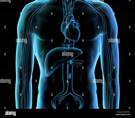 Circulation Of Heart And Liver Stock Photo Alamy