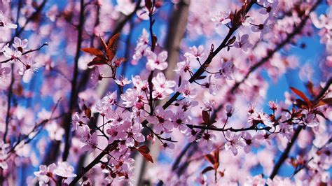 Download Wallpaper 3840x2160 Flower Spring Bloom Petals Branches 4k