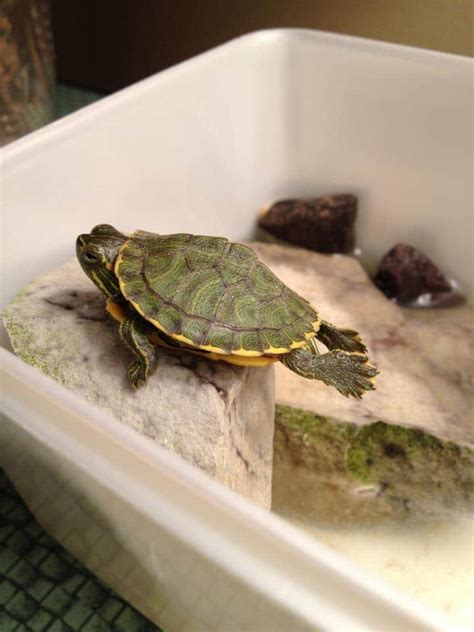 Pet Turtle Care How To Take Care Of A Turtle Pet Territory