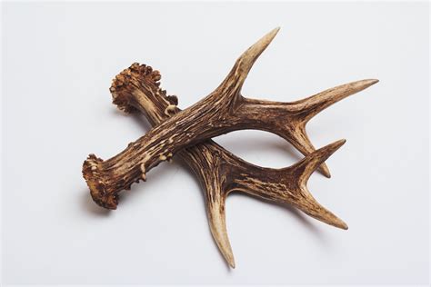 Natural Deer Antler Horns Pair Two Real Animal Horns Decor Etsy