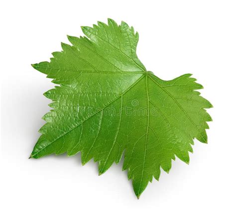 Grape Leaf Isolated On White Background With Clipping Path And Full