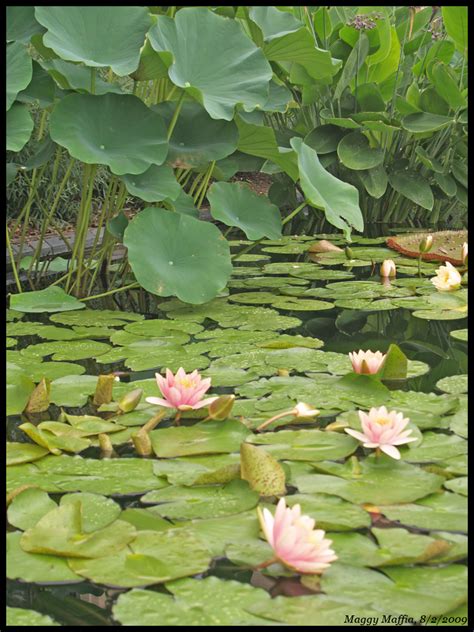 Lilies 1 More Water Lilies At Longwood Gardens Maggy Maffia Flickr