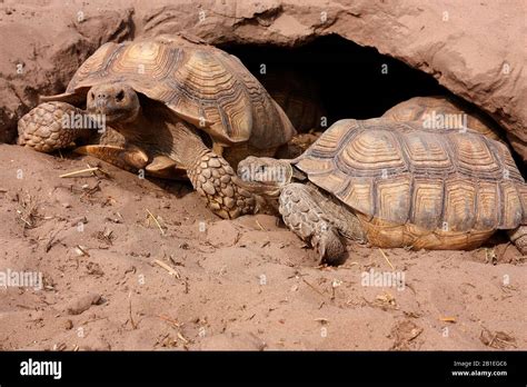 African Spurred Tortoises Centrochelys Sulcata At The Entrance Of