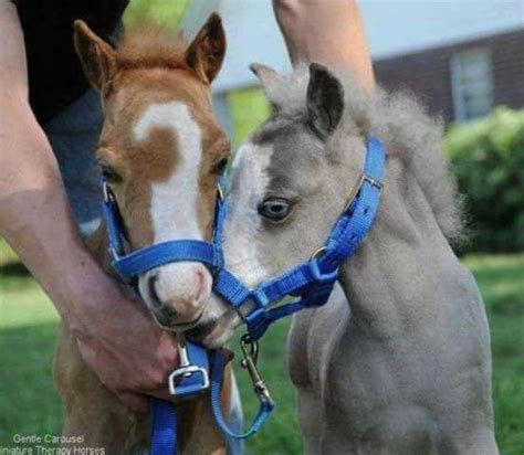 Cute Brown And Grey Baby Foals Baby Horses Cute Horses Horses