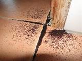 Pictures of Dust Termites