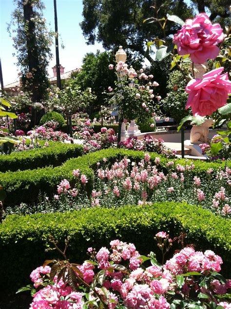 Beautiful Flowers At Hearst Castle Amazing Old World Roses Rose