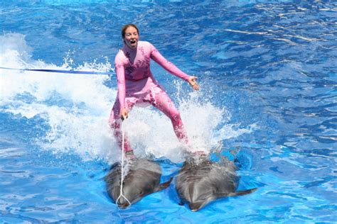 dolfinarium harderwijk weet ook niet waarom iemand op de rug van een dolfijn wil klimmen