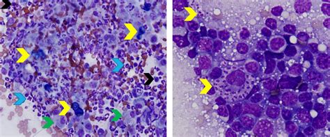 Color Atlas Of Canine Lymph Node Cytology • Mspca Angell