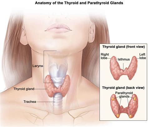 Thyroidectomy Partial Or Total Thyroidectomy Recovery Complications