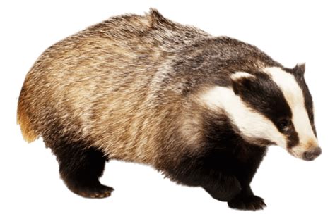 Badger With Front Paw Up Transparent Png Stickpng