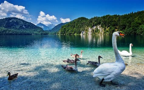 Swan Lake With Crystal Clear Water Prirodaplanini Green Forest