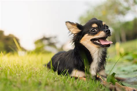 Chihuahua Dog Breed Life Span Temperament And More Petplan
