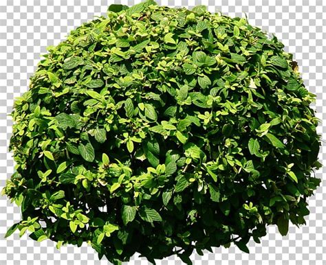 Shrub Tree Plant Rendering Png Clipart Bushes Computer Graphics