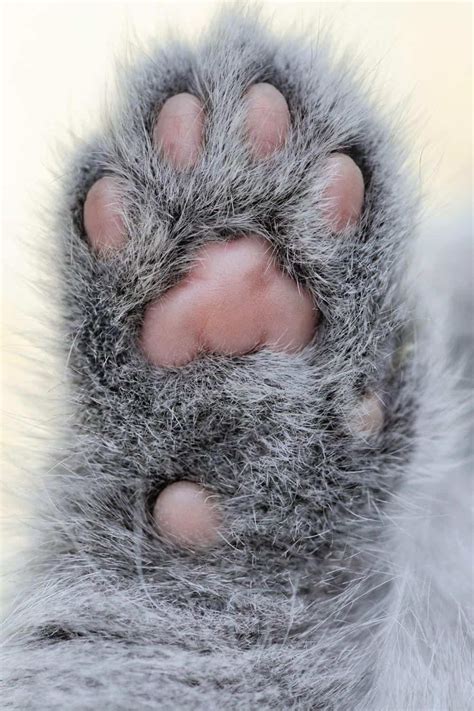 Cat Toe Beans Interesting Facts About This Cute Feline Feature Petskb