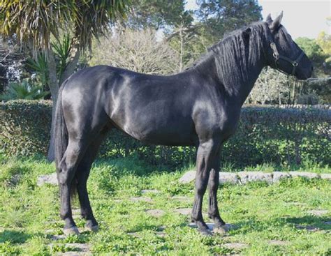 murgese  sale stallion black  years  italy caballo id ha caballo horsemarket