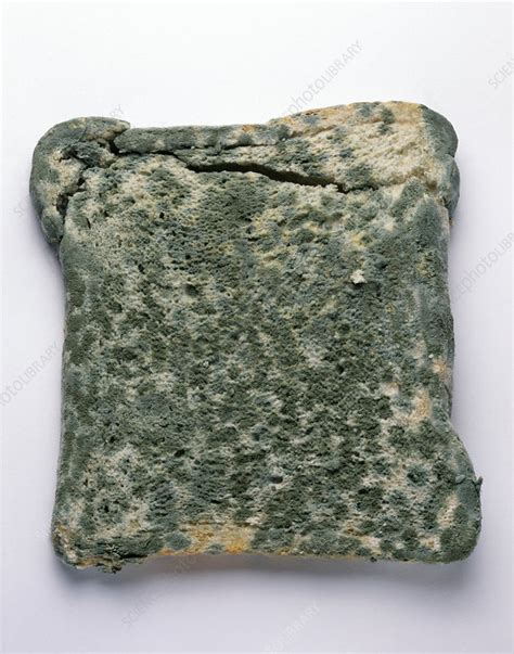 Mouldy Bread Stock Image B2550164 Science Photo Library