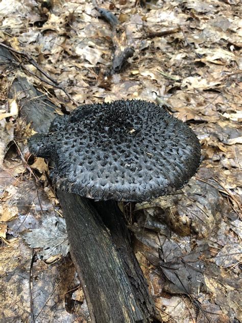 This Mushroom In Massachusetts Mildlyinteresting