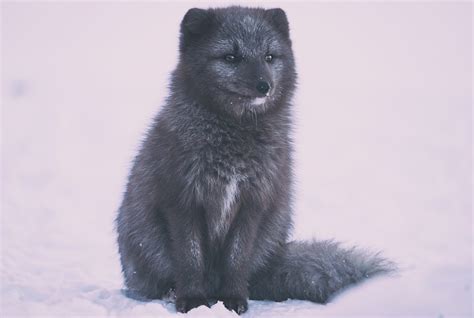 The Best Guide To The Arctic Fox In Iceland Guide To Iceland