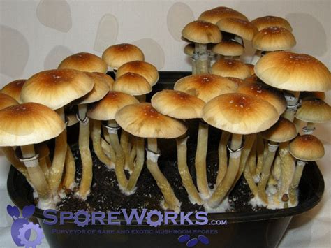 The Unexplained Mystery Into Psilocybin Mushroom Spores Uncovered