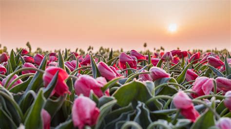 Pink Tulips Green Leaves Field During Sunrise Hd Flowers Wallpapers