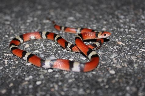 Scarletsnake Florida Snake Id Guide