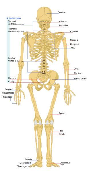 Biology For Kids List Of Human Bones