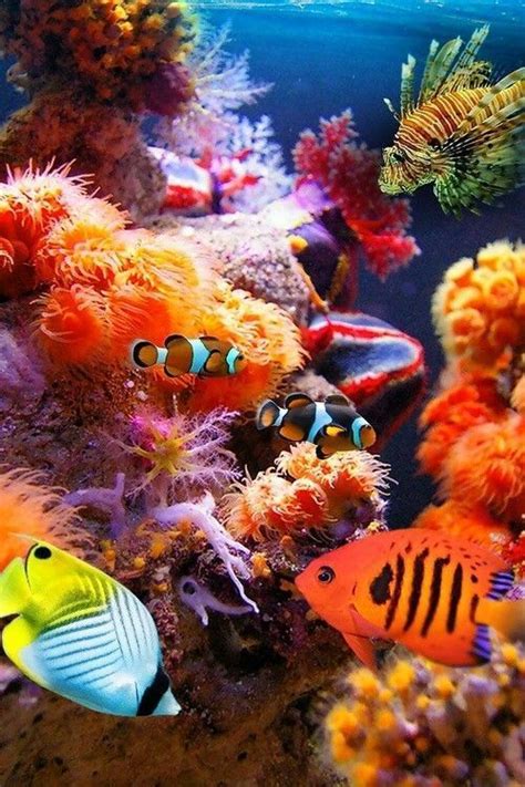 Top 17 Most Beautiful And Colorful Fish With Images Sea And Ocean