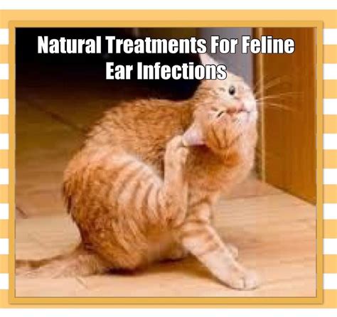 Cat Ear Infections Home Remedies Cat Meme Stock Pictures And Photos