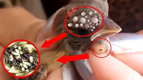 Birds Rescue Baby Birds Botfly Larva Removal Mangoworms Cuterebra