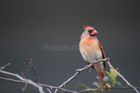 Red Cardinal Hawaii Big Island Usa Stock Image Image Of Flowers Bird