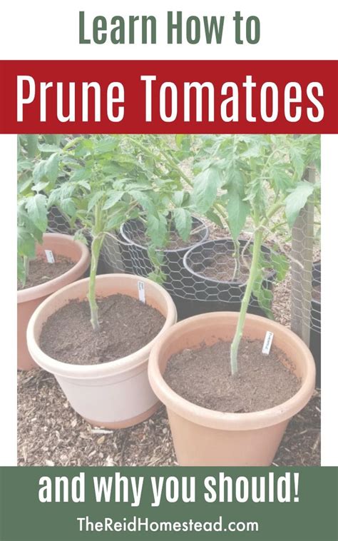 A Guide On Pruning Tomato Plants Tomato Pruning Tomato Garden