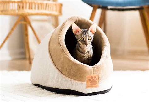 Top 10 Best Petmate Cat Beds Reviews And Expert Picks For 2023