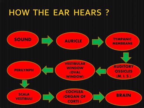 Ppt Mechanism Of Sound Transduction Auditory Pathology And