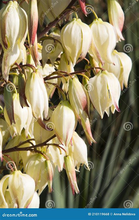 Bloom Bayonet Yucca Flowers On Tree Closeup White Yucca Filamentosa